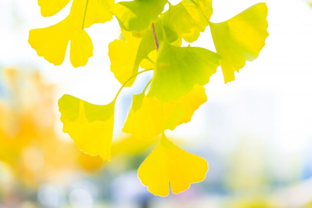 イチョウの画像（イメージ）