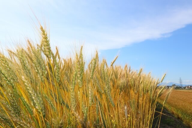 大麦のイメージ