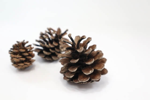 松かさの画像（イメージ）