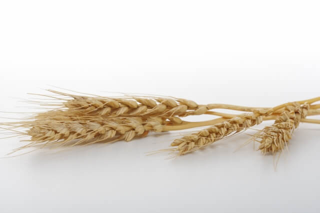 小麦の画像（イメージ）